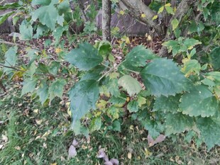 野外生长的带刺绿色植物