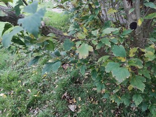 草丛中的神秘物体