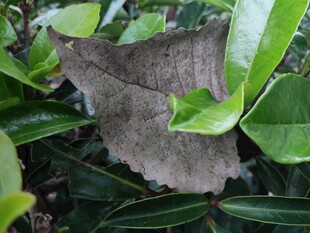 枯叶与绿叶的鲜明对比