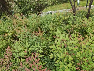 绿意盎然的户外灌木丛