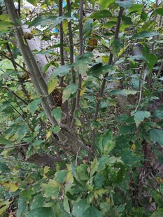 繁茂绿植的自然景象