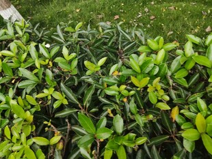 绿叶繁茂的植物景观