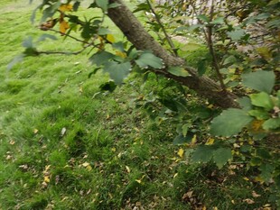 绿叶间的黄色小花