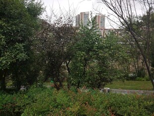 城市中的静谧绿植景观