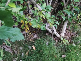 地面绿植与杂乱枝叶场景