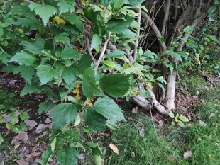 藤蔓植物生长于草丛间