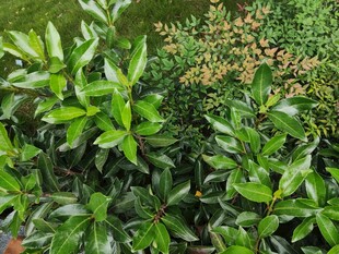 翠绿繁茂的灌木植物