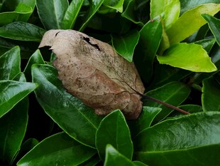 绿叶间的伪装蛙