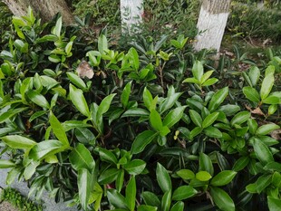 绿叶繁茂的植物景观