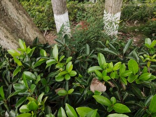 绿叶繁茂的植物景观