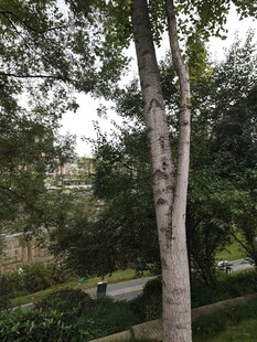 林间树木与蜿蜒小径