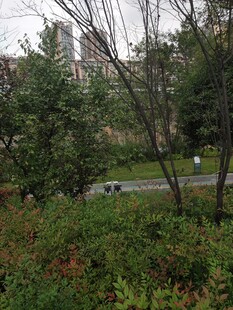 城市中的绿植景观