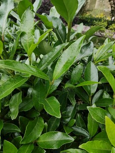 翠绿叶片上的晶莹水珠