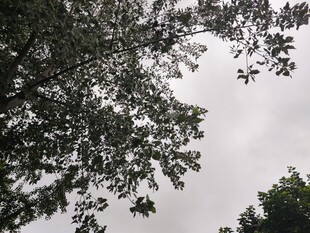 仰视视角下的繁茂树叶