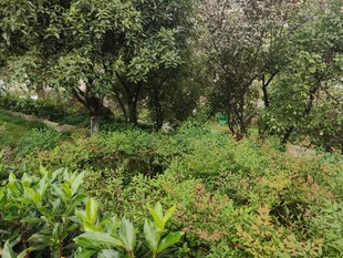 繁茂绿植覆盖的林间景象