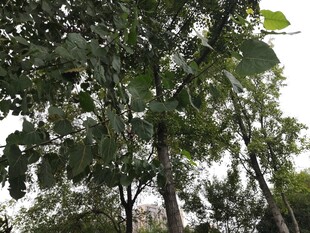 繁茂绿树展现自然生机