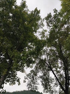 茂密树林中的枝叶景观