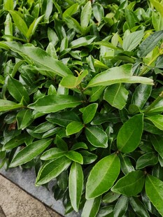 翠绿叶片植物盆栽