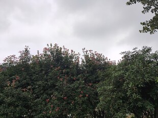 阴天中的茂密树林