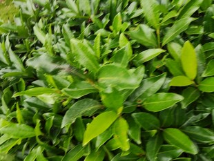 翠绿繁茂的绿植景观