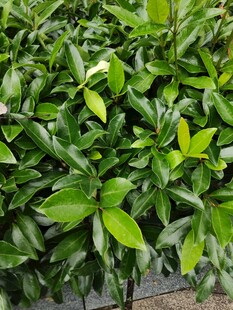 翠绿繁茂的叶片植物