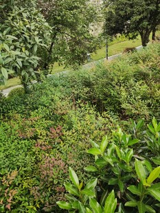 绿意盎然的自然植物景观