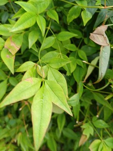 嫩绿叶片植物特写