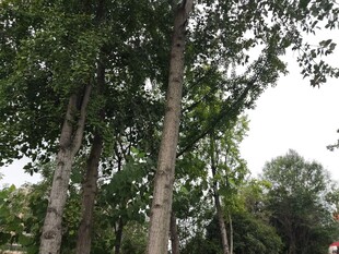 挺拔树木展现自然生机