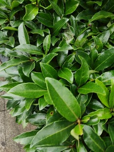 翠绿茂盛的绿叶植物