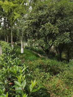 绿意盎然的林间植物景观