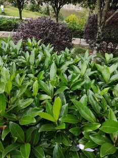 翠绿繁茂的绿植景观