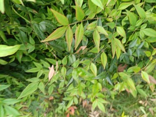 翠绿繁茂的植物枝叶