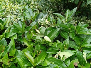 翠绿繁茂的叶片景观