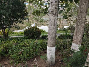 园林树木与绿植景观