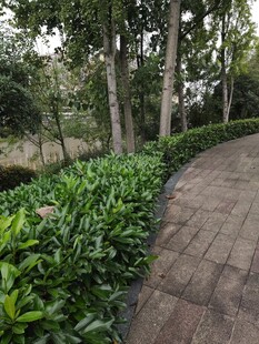 林间砖石小径旁绿植景观