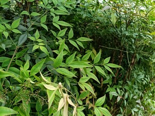 翠绿繁茂的植物景观