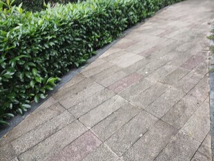 砖砌小径旁的整齐绿篱