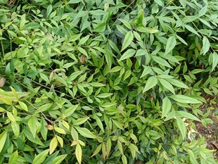 茂密绿植景观