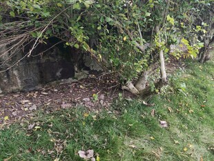 山间树丛下的隐秘洞穴