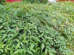 翠绿繁茂的植物景观