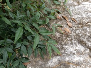 石缝中生长的翠绿植物