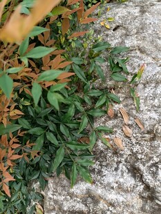 石缝间的绿色植物