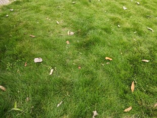 翠绿草地散落枯叶