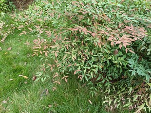 绿叶间的粉色植物景致