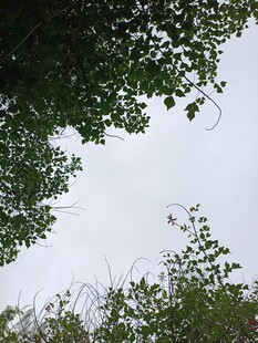 仰视绿植与天空的景致