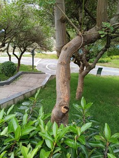 园林中扭曲树干的独特景致