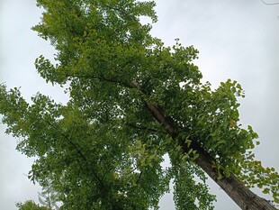 仰视葱郁高大的绿色树木