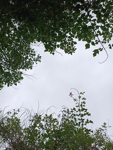 仰视绿树蓝天的自然景致