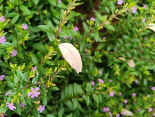 绿叶丛中白色叶片显独特