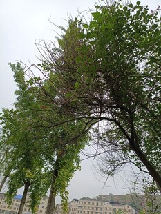 绿树成荫下的开阔景致